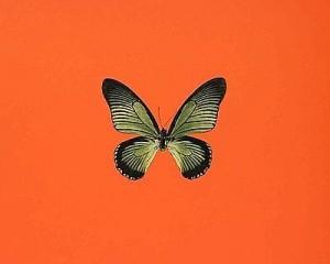 Damien Hirst con la mostra “Go Through”: teschi, farfalle e puntini sino al 18 luglio, Milano