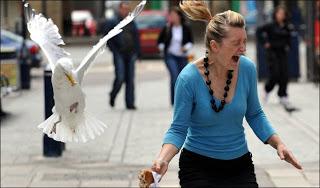 Gli uccelli attaccano l'uomo... come nell'horror di Hitchcock