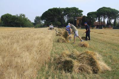 la mietilegatrice del Bartalini