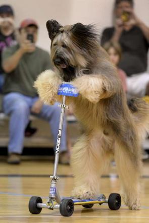 C 2 fotogallery 1022782  ImageGallery  imageGalleryItem 5 image Ecco a voi Norman, il cane pastore che sa andare sullo skate [Le foto]