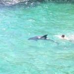 Un delfino tra i bagnanti. Sorpresa nel mare della Puglia