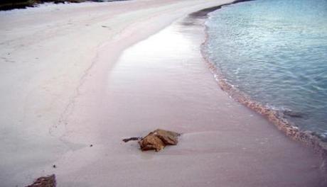 L'isola di Budelli all'asta