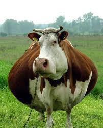 pregnant cow