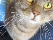 parole miei gatti come Vivien Leigh