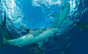 Isola La Reunion: squalo attacca ed uccide una quindicenne a pochi metri dalla riva