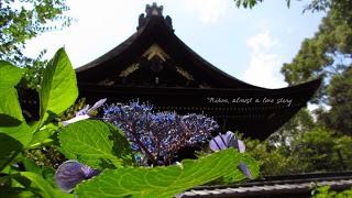 Kyoto nascosta#3: le ortensie di Fujinomori jinja