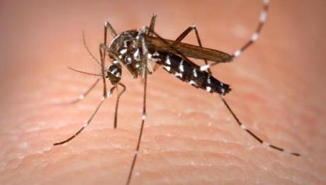 Perché le zanzare pungono di più alcune persone?
