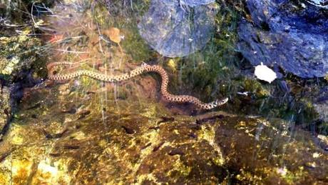 Biscia d'acqua che appostata in una pozza di girini