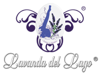 Lavanda del lago, la filiera italiana della lavanda