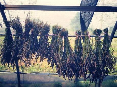 Lavanda del lago, la filiera italiana della lavanda