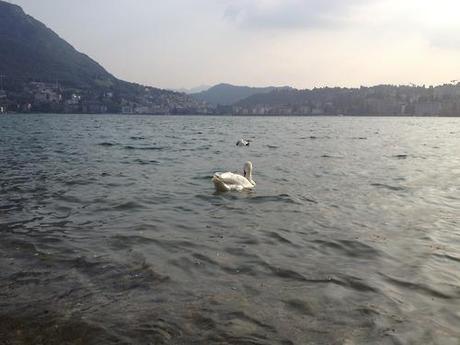 I cigni a Lugano sono un’istituzione pubblica! Me li ricordavo così negli anni ‘70 e ‘80…e sono ancora così, liberi e bellissimi ancora oggi!Ci troviamo così bene nella libera natura, perché essa non ha alcuna opinione su di noi.
Friedrich Nietzsche