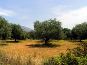 Ulivi - maggio a Cefalonia