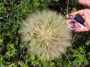 Soffione gigante - Maggio a Cefalonia