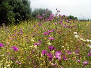 Fiori di maggio a Cefalonia