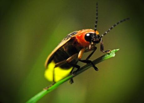 Le origini evolutive della bioluminescenza