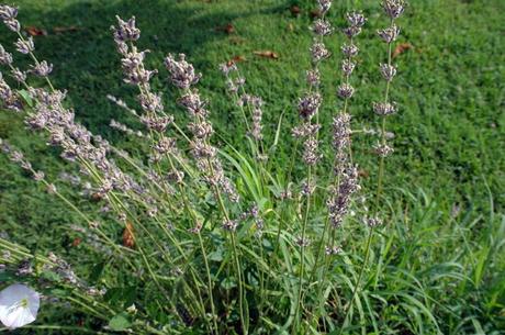 lavanda