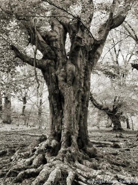 L'Autunno degli alberi