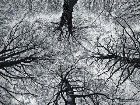 L'Autunno degli alberi