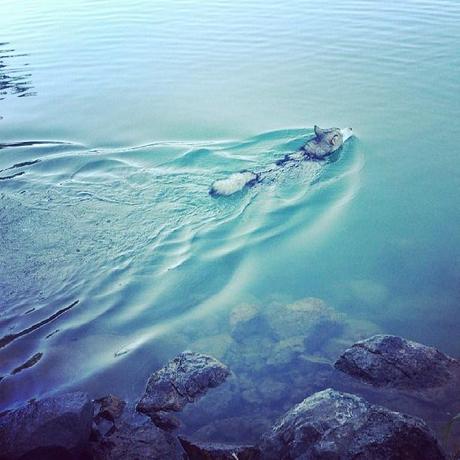 Mercurio (Alaskan Malamute di 8 mesi) si immerge e nuota nel Lago di Castel Gandolfo 