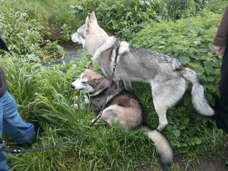 Mercurio (Alaskan Malamute) e Ares (lupo cecoslovacco): due cani dal temperamento forte, uniti da grande feeling