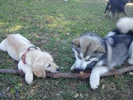 Sunrise (Golden Retriever) e Mercurio (Alaskan Malamute) giocano insieme rosicchiando un legno