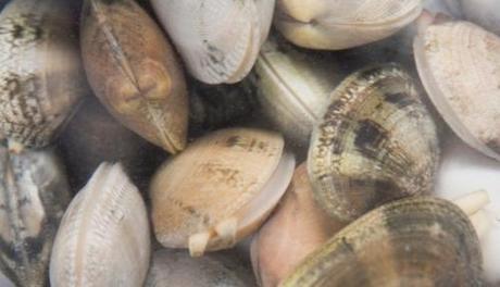 Le vongole contro il cambiamento climatico