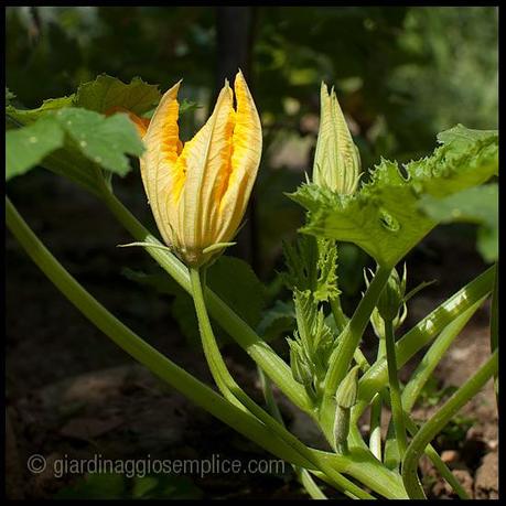 fiore di zucchina