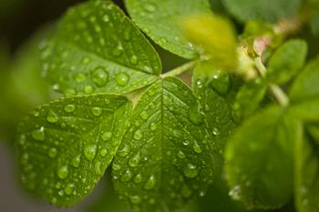 Antidolorifici naturali, il pronto soccorso verde per gli stati dolorosi