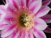 Echinopsis