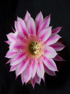 Echinopsis