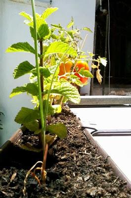 Orto in Terrazza