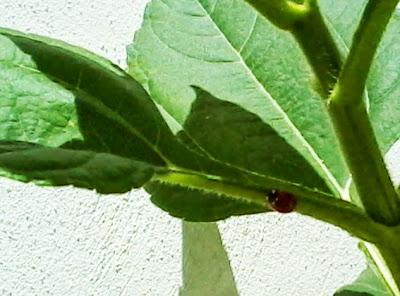 Orto in Terrazza