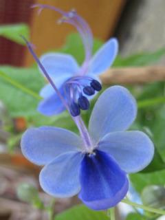 Clerodendrum Ugandense