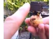 Calabrone uomo ubriaco (Video)