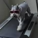 Cane con il completino corre sul tapis roulant (Video)
