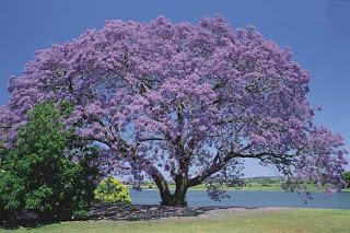 Una lettura per l’estate: All'ombra dei fiori di Jacaranda di Rosalba Perrotta