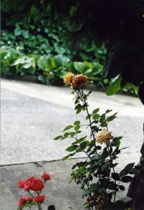 Claudio Sottocornola, Il giardino di mia madre e altri luoghi...