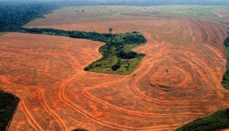 La deforestazione minaccia gli ecosistemi
