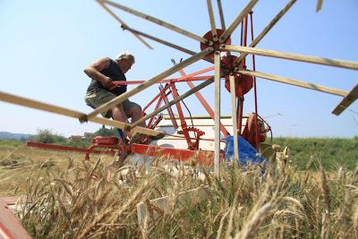 anche Isola prepara la sua battitura d'epoca