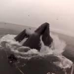 California: Sub in immersione quasi inghiottiti dalle balene (Video)
