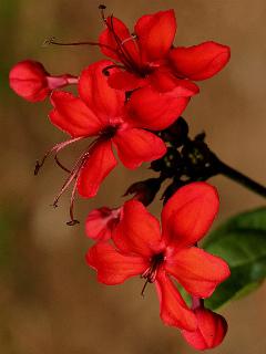 Clerodendrum Splendens