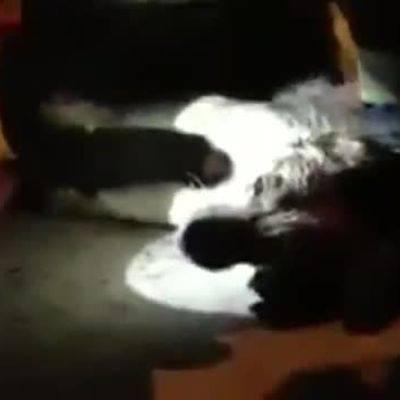 safe image Vigile del fuoco salva un cane con la respirazione bocca a bocca: gli eroi umani esistono [Video]