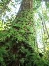Borneo malese: foreste agli sgoccioli