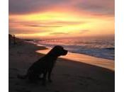 Sorrento, animali vietati spiaggia: ordinanza crea polemiche