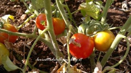 pomodori,coltivare,orto