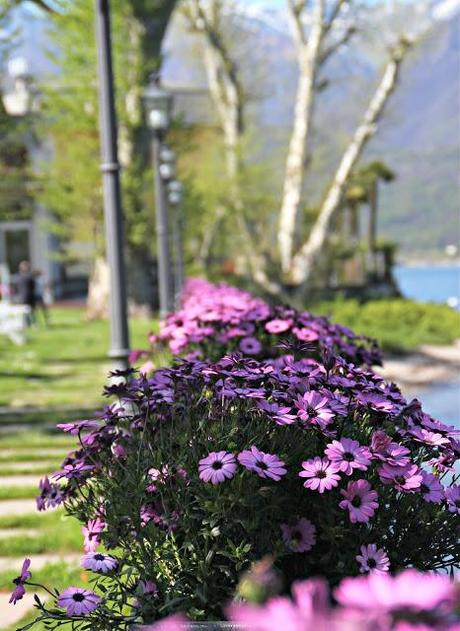 Margheritine di Stresa....un week end al Lago.