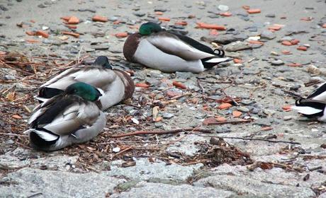 Margheritine di Stresa....un week end al Lago.