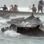 Usa, i pony dell'isola di Assateague che nuotano nell'oceano01