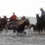 Usa, i pony dell'isola di Assateague che nuotano nell'oceano05