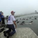 Usa, i pony dell'isola di Assateague che nuotano nell'oceano02